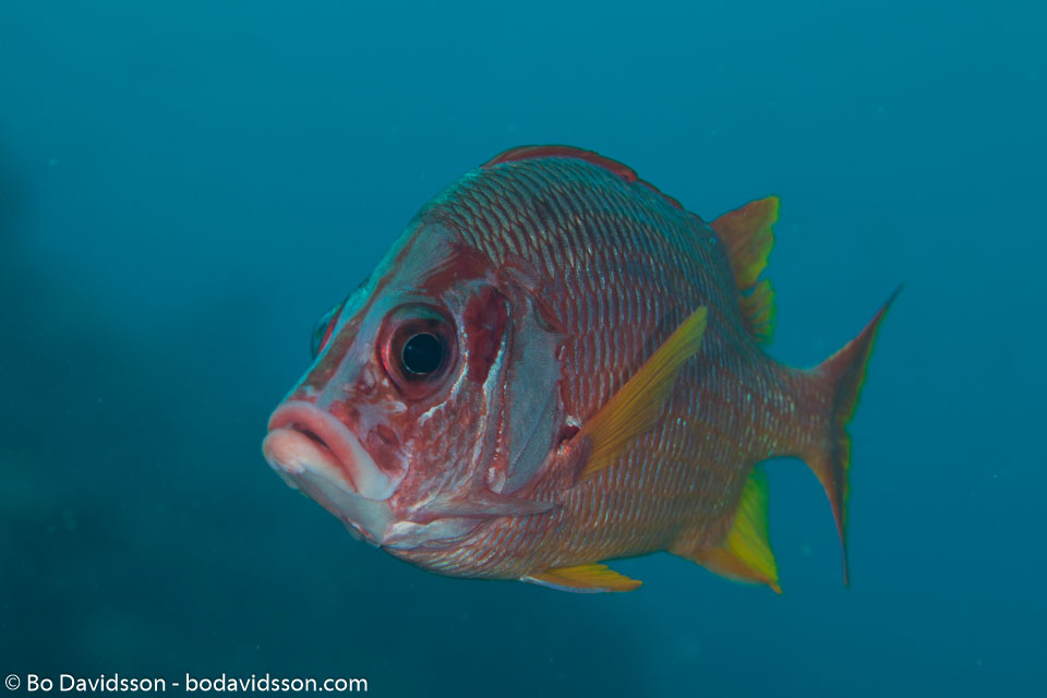 BD-130711-Maldives-0194-Sargocentron-spiniferum-(Forsskål.-1775)-[Sabre-squirrelfish.-Stortaggad-husar].jpg